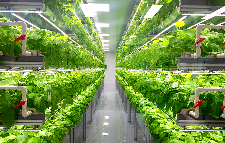 Wynbernard Deysolong